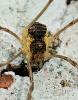 Mitopus morio
